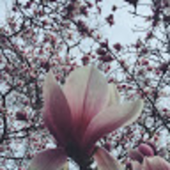 amandahasch7